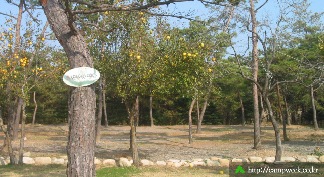 양양 솔밭 가족캠프촌(카라반)