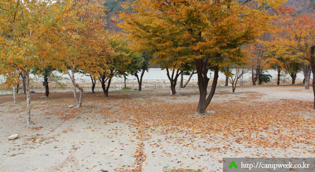 돌배 야영장 돌배 야영장